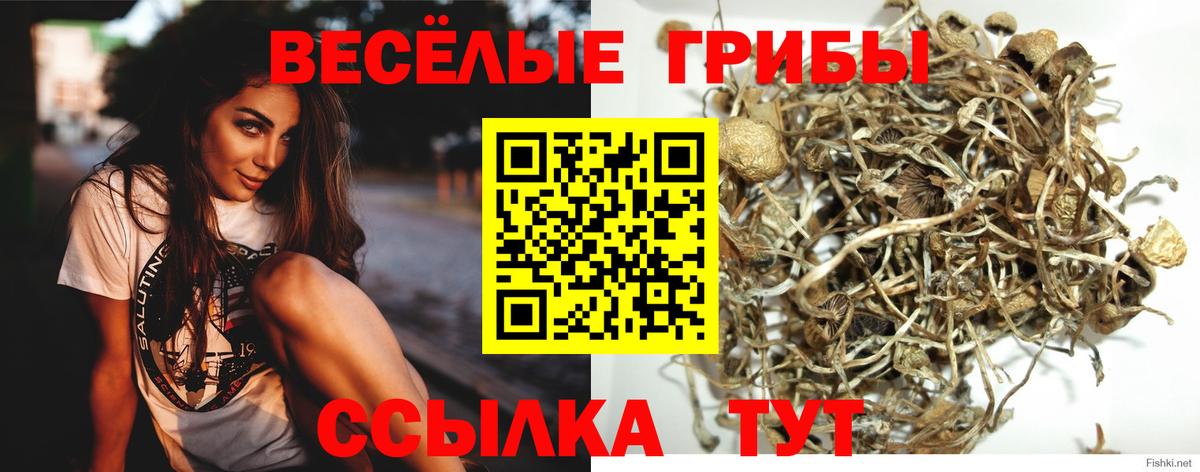 купить наркоту  Галлюциногенные грибы Cubensis  Вход с VPN  Вышний Волочёк 